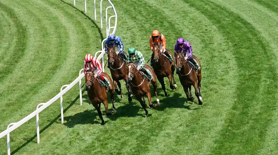 Groep paarden met jockeys dicht bij elkaar in een spannende race op grasbaan