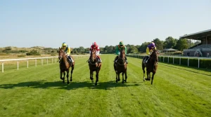 Racepaarden in galop op de groene grasbaan van Duindigt tussen de duinen van Wassenaar