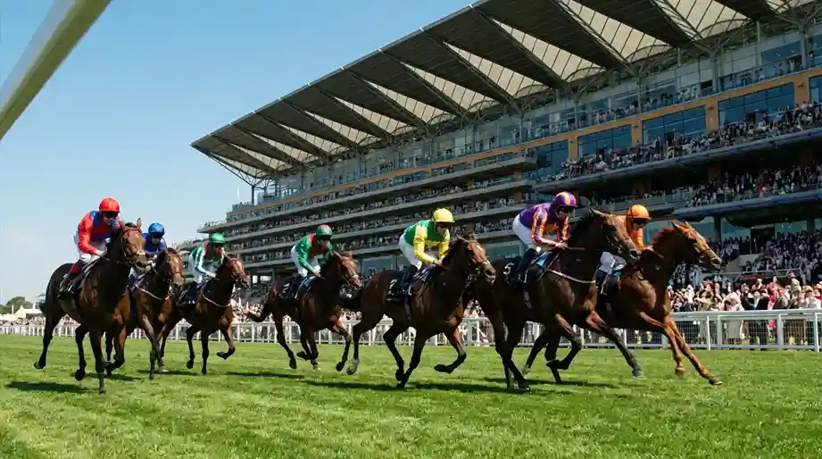 Racepaarden in de rechte lijn van Ascot met de koninklijke tribune op de achtergrond